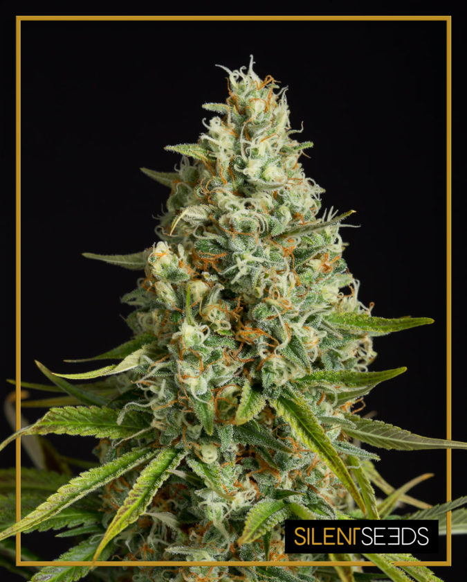 AMNESIA LEMON - 3 Samen