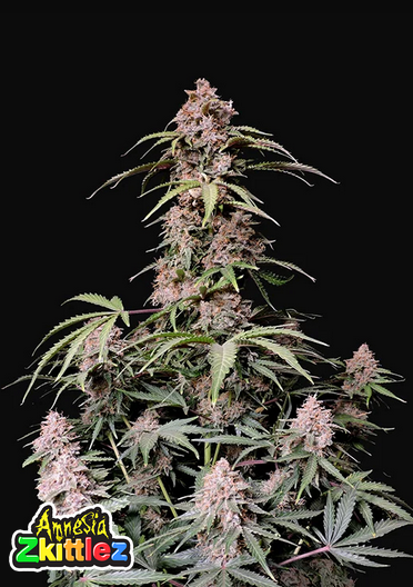 AMNESIA ZKITTLEZ - 3 Samen