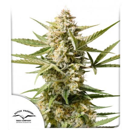 AUTO CINDERELLA JACK - 3 Samen