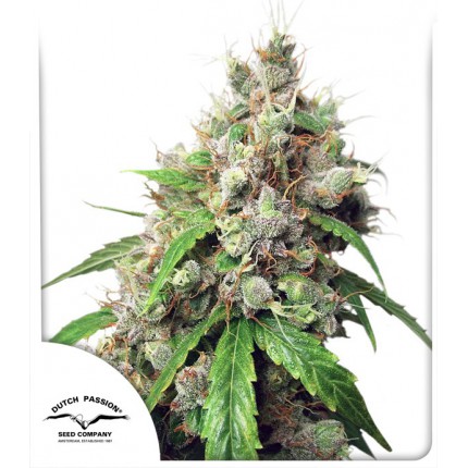 AUTO EUFORIA - 3 Samen