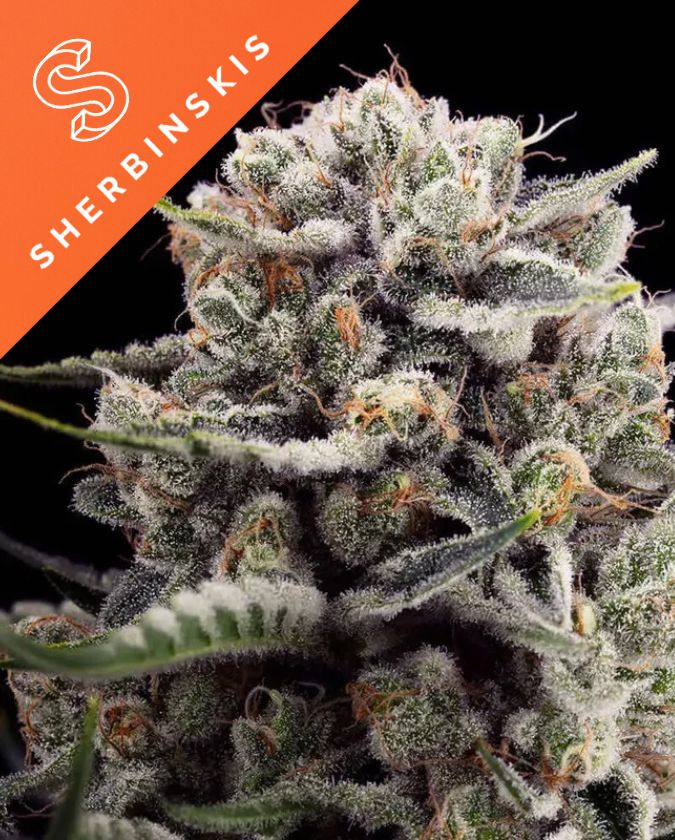 B-45 BY SHERBINSKI BOOBA