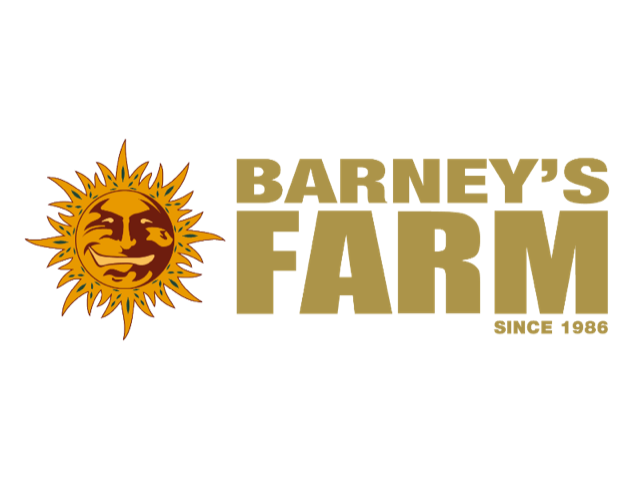 AMNESIA LEMON - 3 Samen