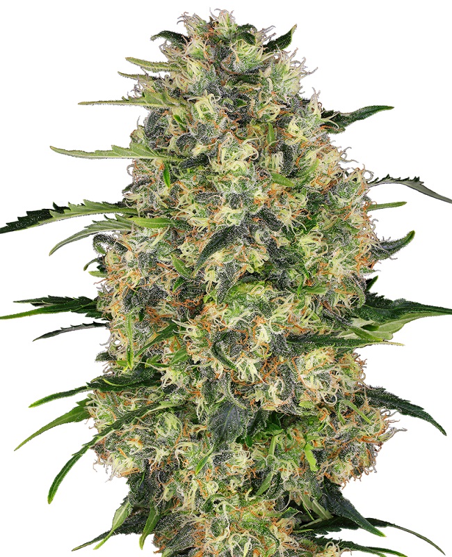 BLACK DOMINA - 3 Samen