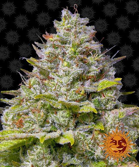 BLUE GELATO 41 - 3 Samen