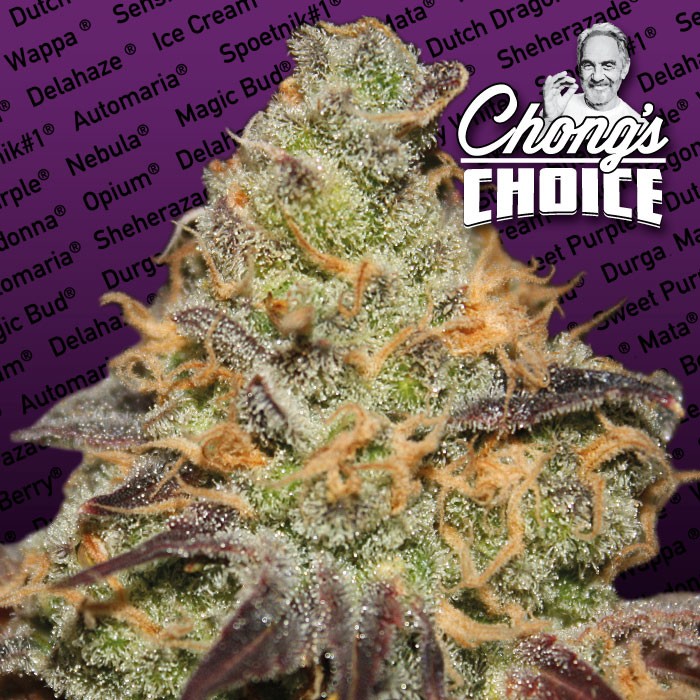 BLUE KUSH BERRY BY CHONG'S CHOICE - 3 Samen