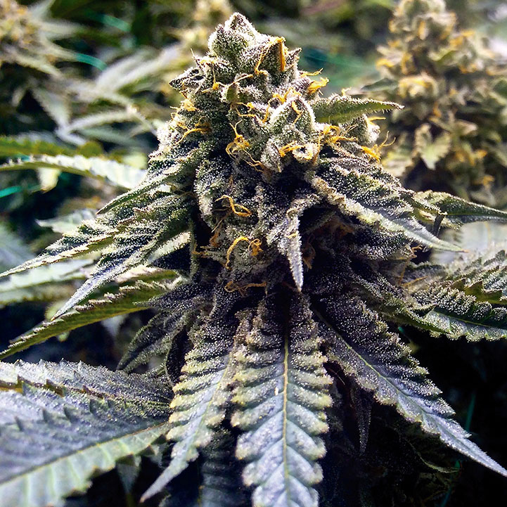 SEA OF GREEN - HUMBOLDT SEEDS