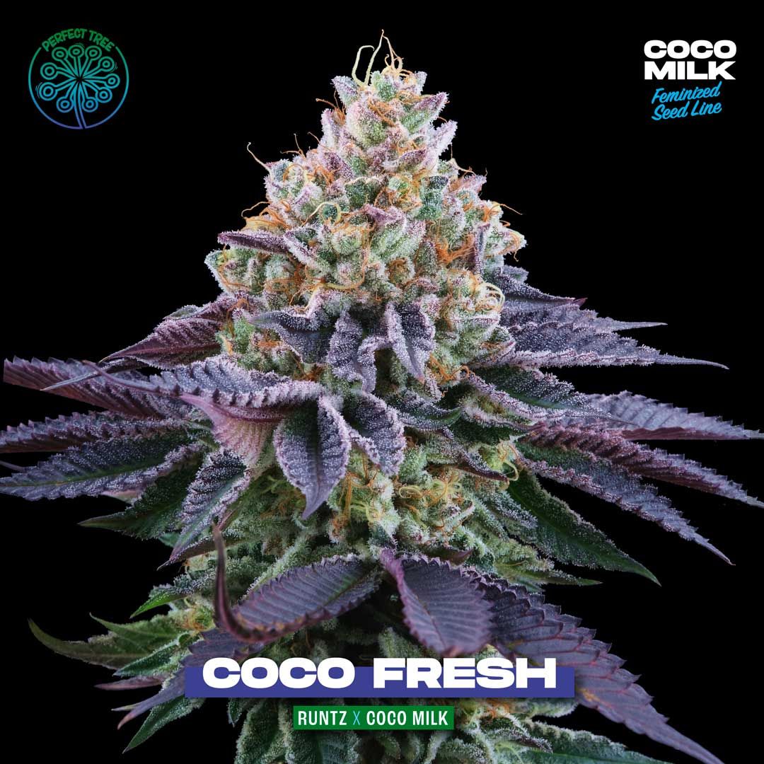 SEA OF GREEN - COCO FRESH