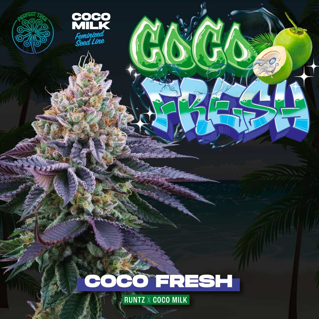 SEA OF GREEN - COCO FRESH