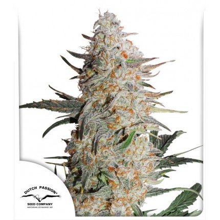 CRITICAL ORANGE PUNCH - 3 Samen CRITICAL ORANGE PUNCH - 3 Samen