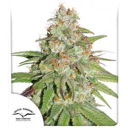 GLUEBERRY OG - 3 Samen