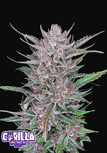 GORILLA PUNCH AUTO - 3 Samen