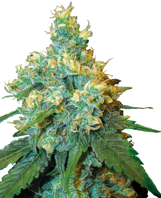 JACK HERER - 3 Samen