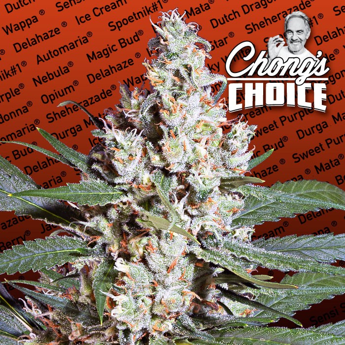L.A. AMNESIA BY CHONG'S CHOICE - 3 Samen L.A. AMNESIA BY CHONG'S CHOICE - 3 Samen
