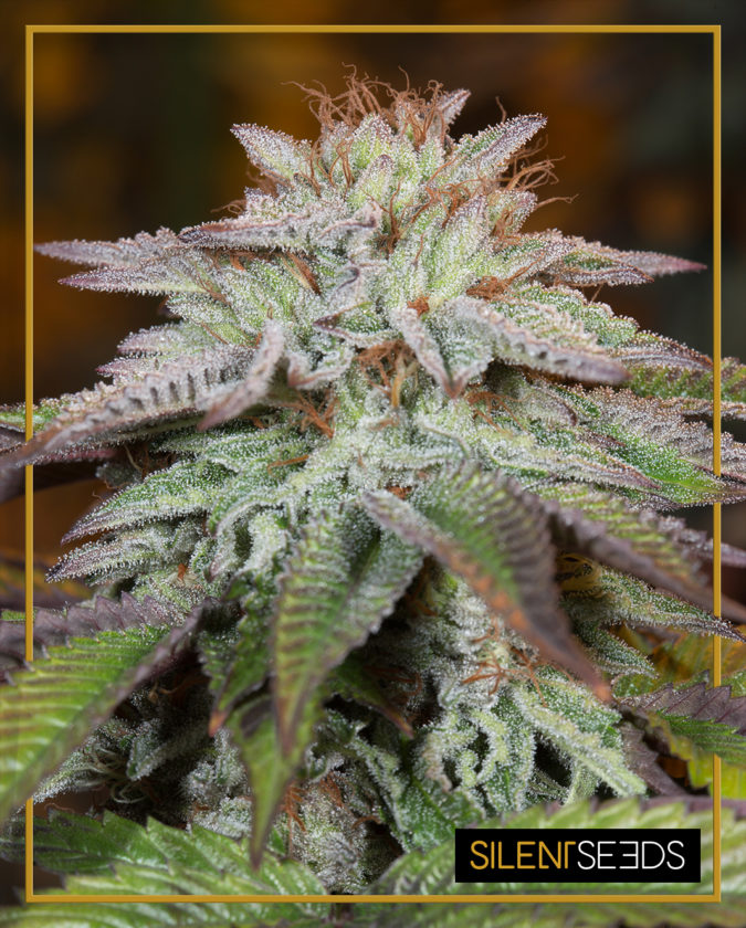 L.A. VANILLA CAKE AUTO - 3 Samen