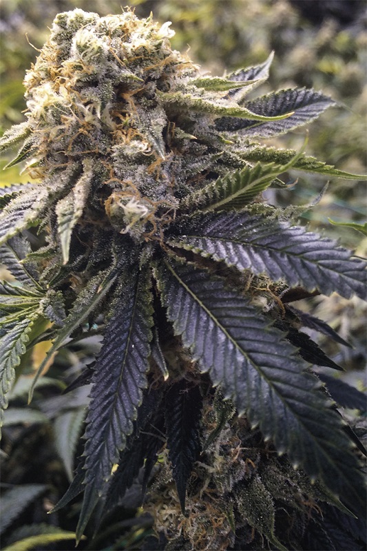 LOST COAST HASH PLANT - 3 Samen