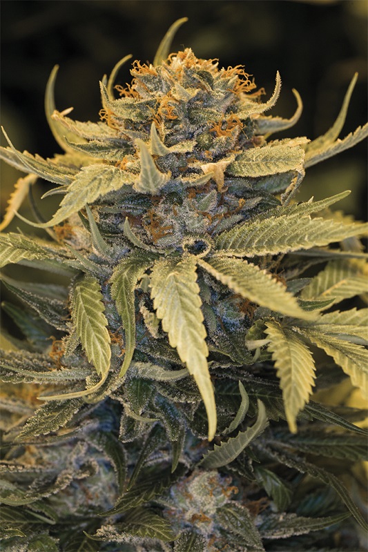 LOST COAST OG - 3 Samen