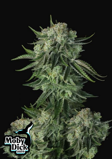MOBY DICK ORIGINAL AUTO