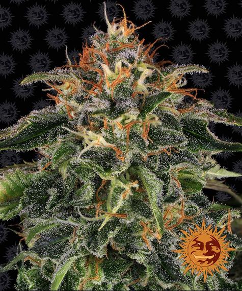 BARNEYS FARM MOBY DICK