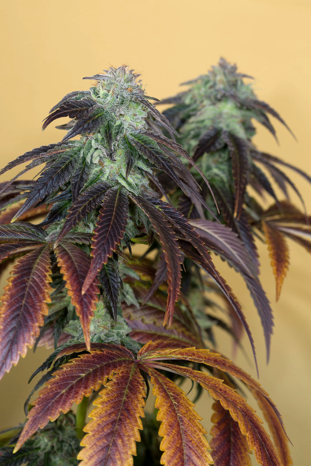 SEA OF GREEN - HUMBOLD SEEDS ORGANISATION