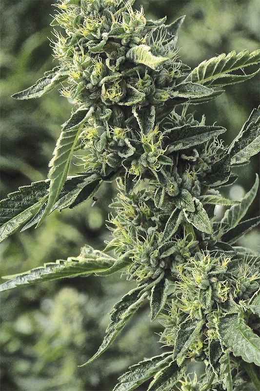 SEA OF GREEN - HUMBOLD SEEDS ORGANISATION