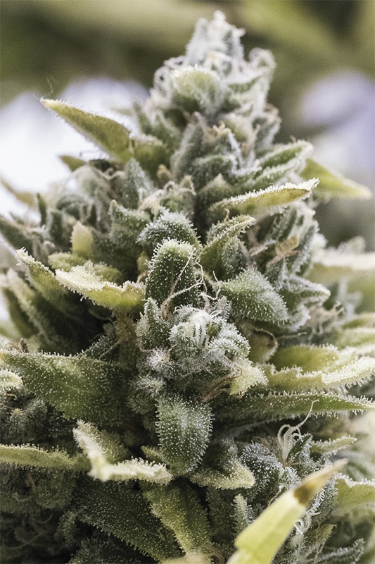 OG KUSH AUTO - 3 Samen OG KUSH AUTO - 3 Samen