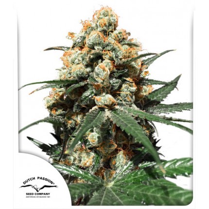 ORANGE HILL SPECIAL - 3 Samen