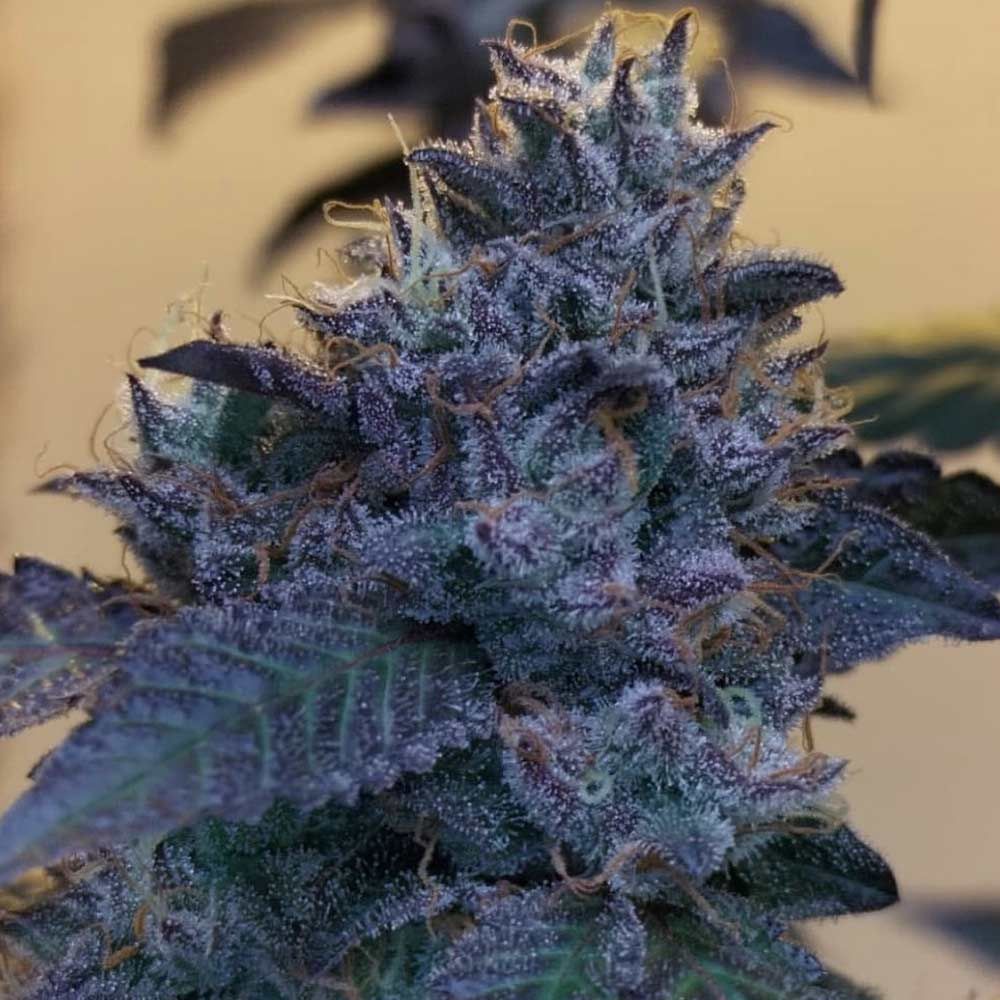 SEA OF GREEN - RASPERRY Z