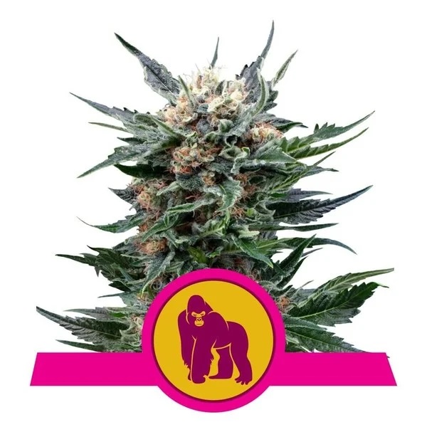 ROYAL GORILLA