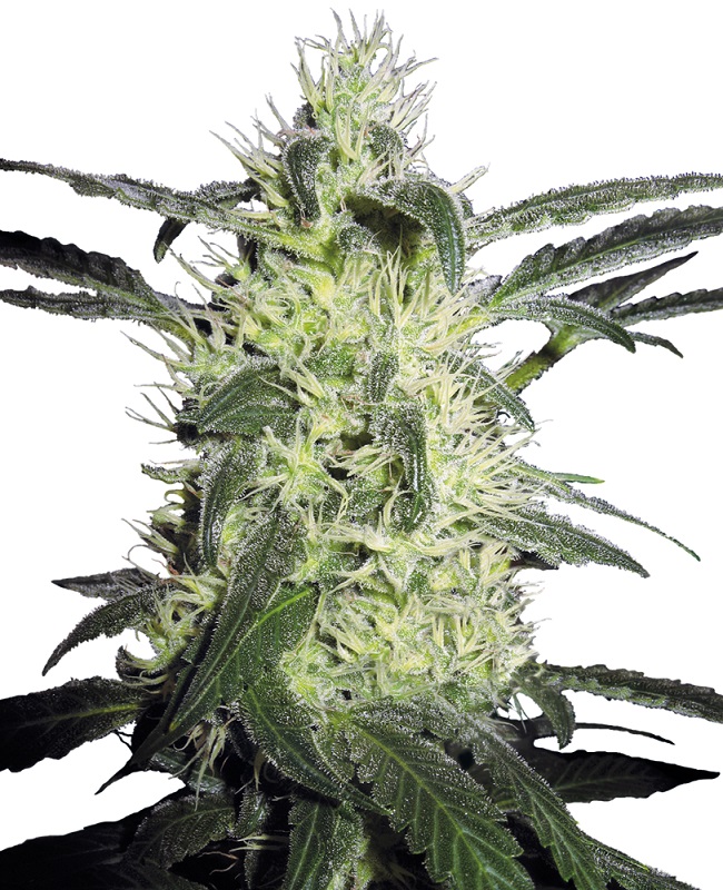 SILVER HAZE - 5 Samen