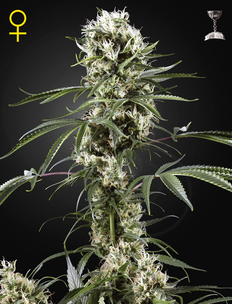 SUPER LEMON HAZE - 3 Samen