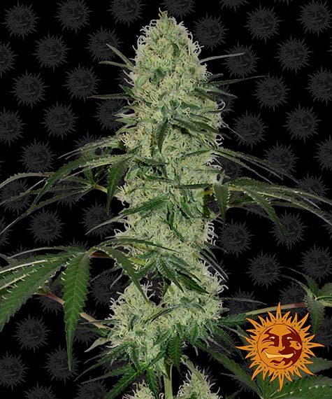 TANGERINE DREAM AUTO - 3 Samen