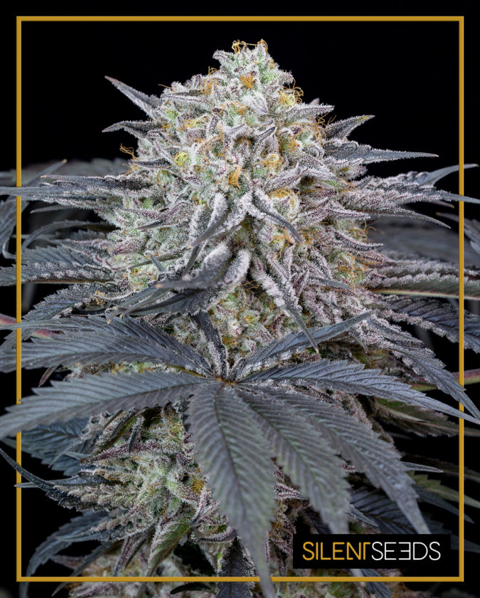 WATERMELON RUNTZ - 3 Samen