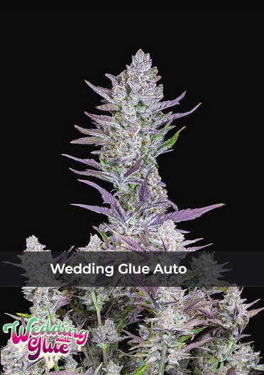 WEDDING GLUE AUTO - 3 Samen
