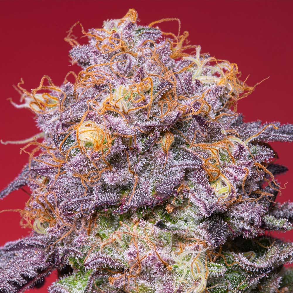 SEA OF GREEN - GROUNDED GENETICS