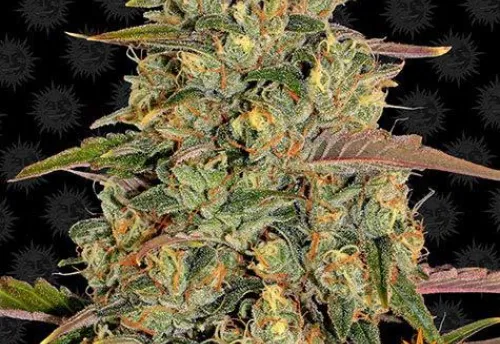 AMNESIA LEMON - 3 Samen