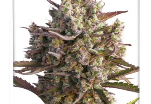 AUTO BLUEBERRY - 3 Samen