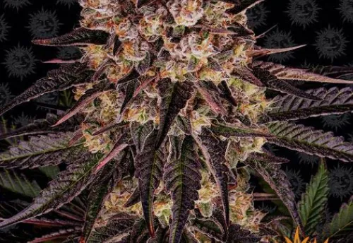 BISCOTTI MINTZ - 3 Samen