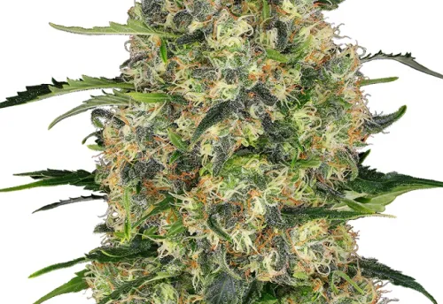 BLACK DOMINA - 3 Samen
