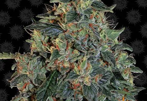 BLUEBERRY OG - 3 Samen