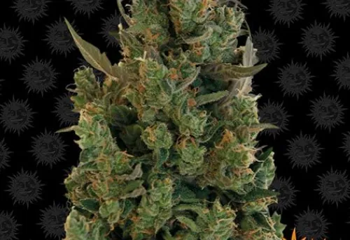 BLUEBERRY CHEESE - 3 Samen