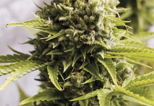 BUBBA CHEESE AUTO - 3 Samen