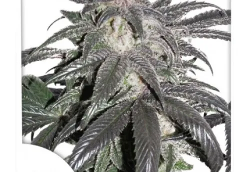 BUBBA ISLAND KUSH - 3 Samen