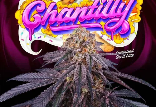 SEA OF GREEN - CHANTILLY