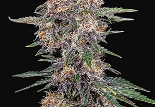 CHERRY COLA AUTO - 3 Samen