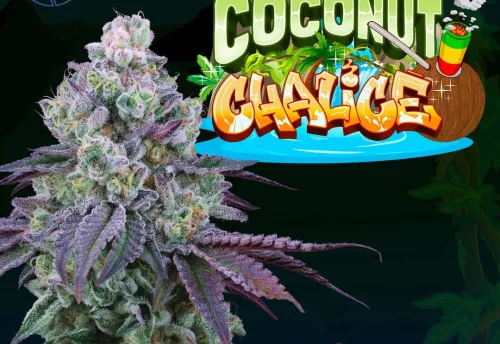 SEA OF GREEN - COCONUT CHALICE