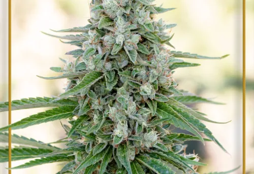 CRITICAL MANGO - 3 Samen