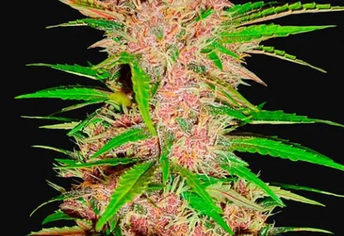 FASTBERRY AUTO - 3 Samen