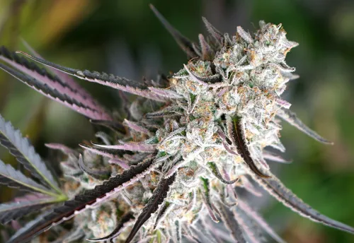 FLORIDA GASPACK - 3 Samen