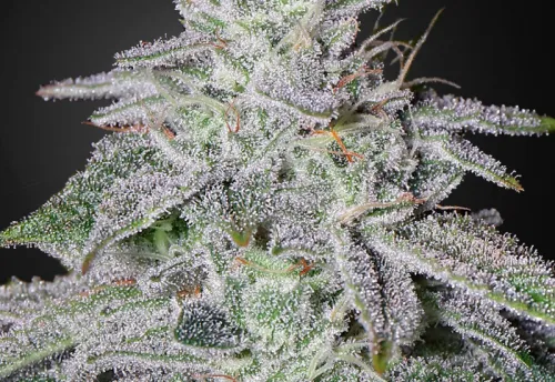 SEA OF GREEN - GREEN HOUSE SEEDS