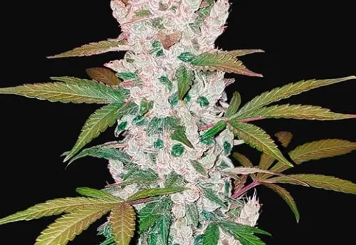 COOKIES AUTO (GSC) - 3 Samen